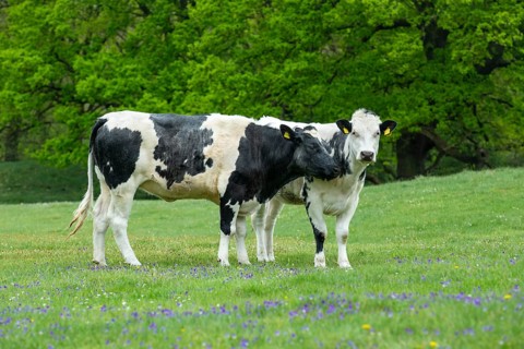 Grazing cows in the nature reserve Borkener Paradies
