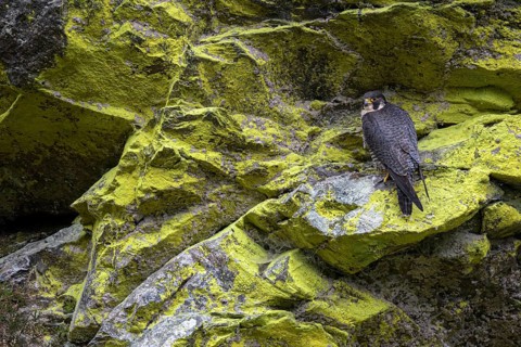 Peregrine falcon Falcon