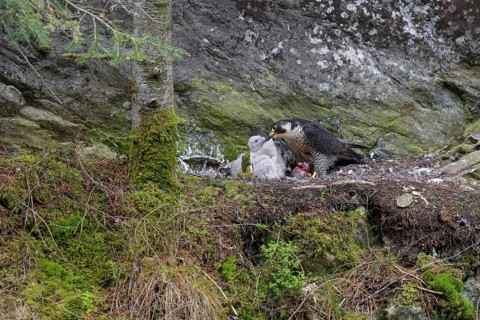 Peregrine falcon Falcon