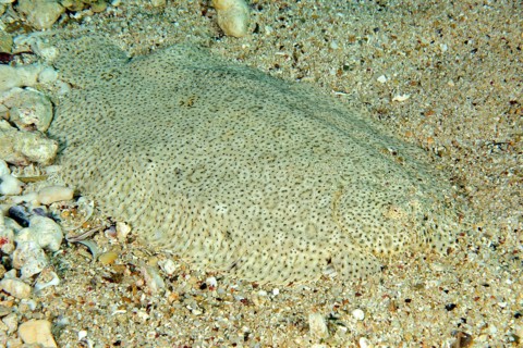 Leopard flounder