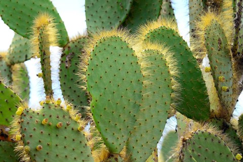 Galapagos Prickly Pear