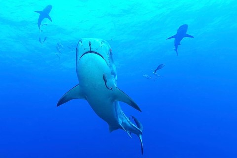 Tiger Shark