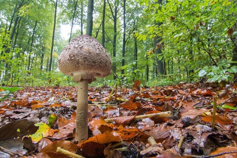 Parasol mushroom