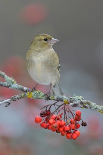 Common chaffinch