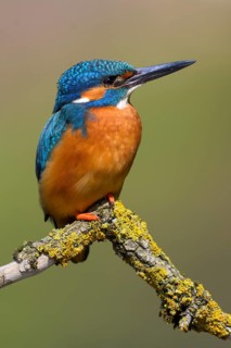 Common kingfisher