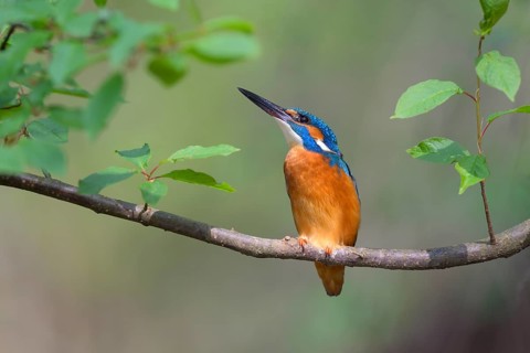 Common kingfisher