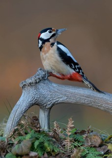 Great spotted woodpecker