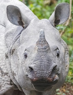 Indian Rhinoceros