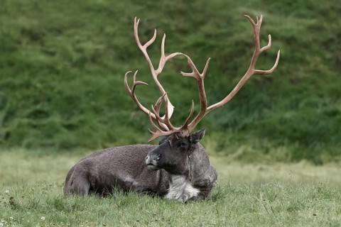 Woodland caribou