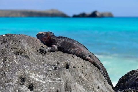 Marine iguana