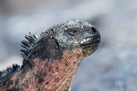 Marine iguana