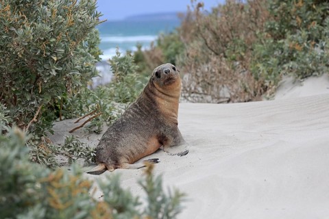 Australian sea lion
