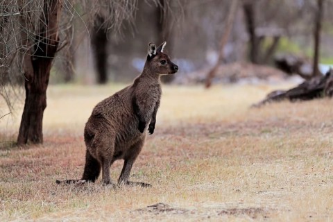 Kangaroo Island kangaroo