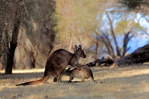 Kangaroo Island grey kangaroo