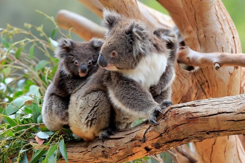 Koalas