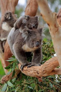 Koalas