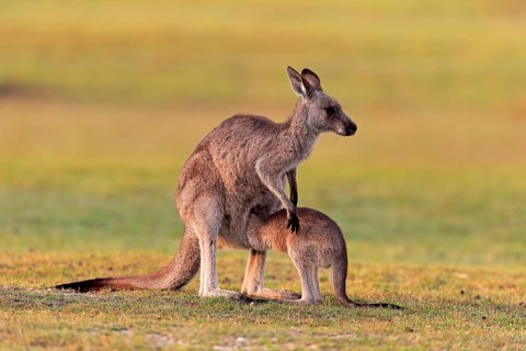 Eastern grey kangaroo