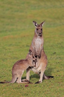Eastern giant grey kangaroo