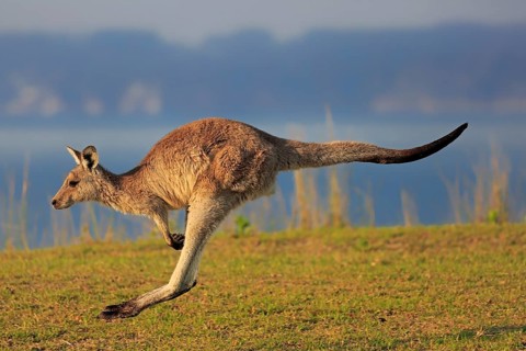 Eastern grey kangaroo