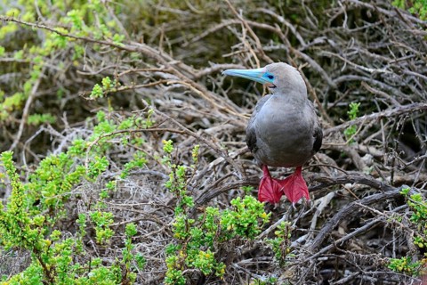 Red-footed Booby