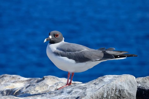 Swallow-tailed gull