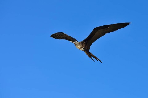 Great Frigatebird