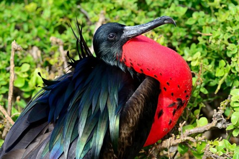 Great Frigatebird