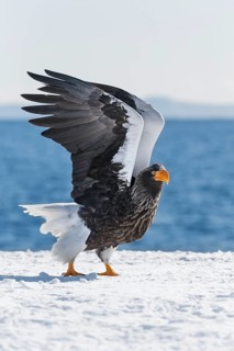 Steller's sea eagle