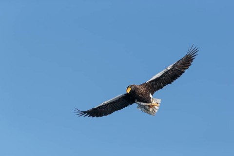Steller's sea eagle