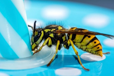 German wasp