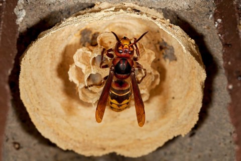 European hornet
