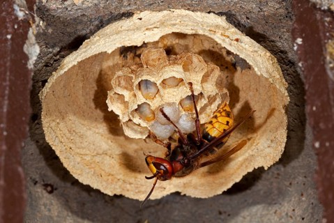 European hornet