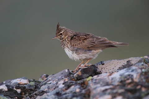 Thekla Lark