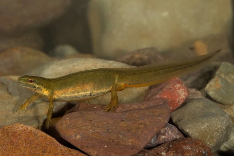 Common newt