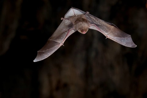 Common bent-wing bat