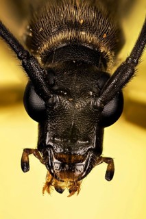 Makro Focus Stacking