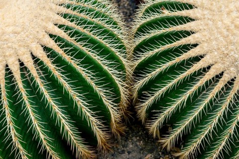 Golden Barrel Cactus