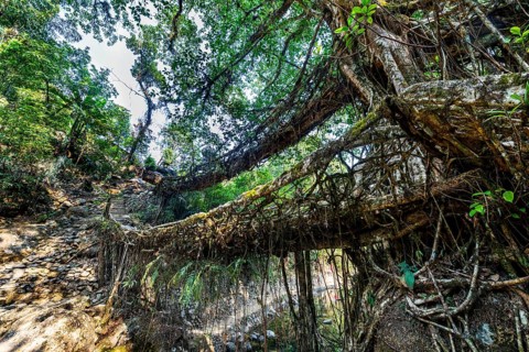 Double Decker Living Root Bridge