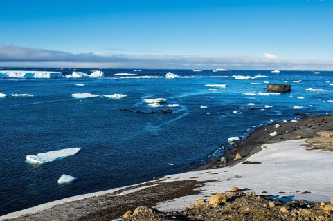 Antarctic fur seal