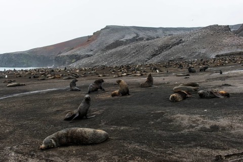 Antarctic fur seals