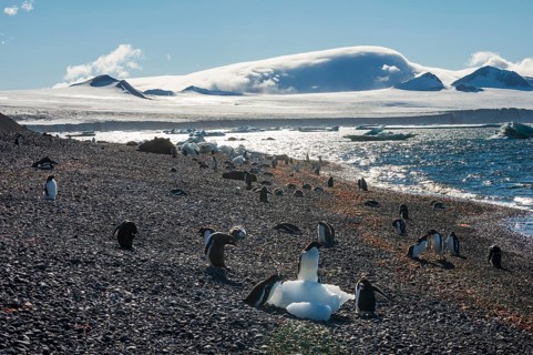 Adelie and Gentoo penguins