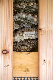 Wasp nest behind wooden boarding