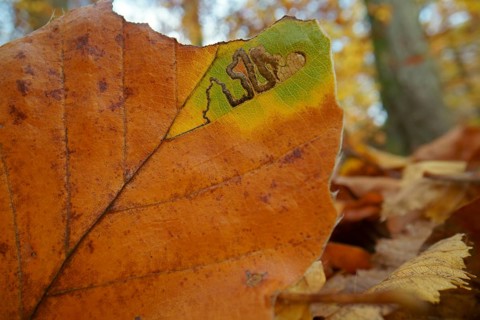 Autumn leaf of a Common beech