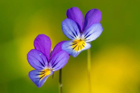 Horned pansy