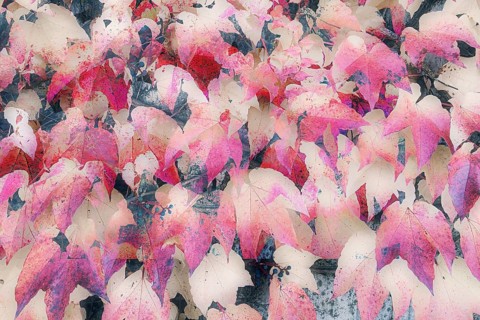Wild wine in autumn
