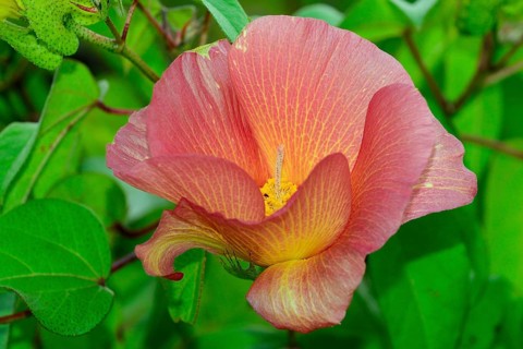 Flower of Galapagos cotton