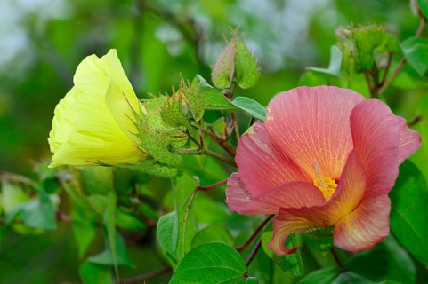 Flowers of Galapagos cotton