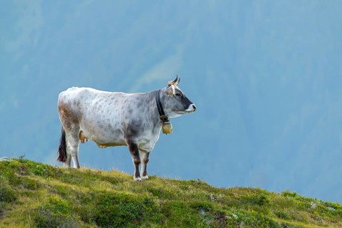 Cow on the mountain pasture