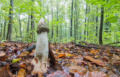 Common Stinkhorn