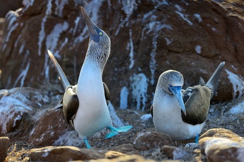 Courting blue-footed boobies